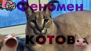 Феномен Котов   Видео про котов. Прикольные коты и их жизнь.