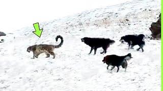 DOGS DIDN'T KNOW THE SNOW LEOPARD WOULD DO THIS