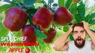 Spurchief Washington Apple | Super Chief apple variety  || Kashmiri Apple