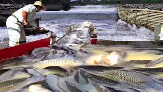 Unique fish trap system on waterfall - They Catch a lot of fish easily using only bamboo traps