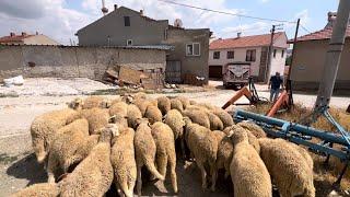 103 TANE KUZU ALDIK - HAYVAN PAZARI - KÖY İŞLERİ - koyun kuzu videoları kurbanlık koyun indirme