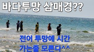 이고지고 전어 투망에 시간 가는줄 모르고 투망 삼매경에 빠진다#fishing #catch #cast #바다