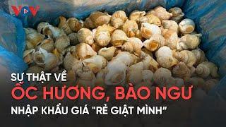 Sự thật về ốc hương, bào ngư nhập khẩu giá "rẻ giật mình”