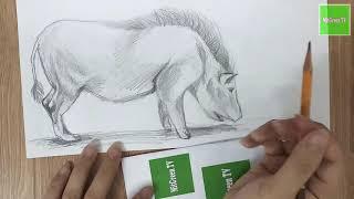 How to Draw a Boar | Pencil Art | MitGreen TV