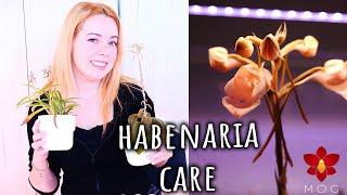 How to Care for Habenaria Orchids - A practical guide