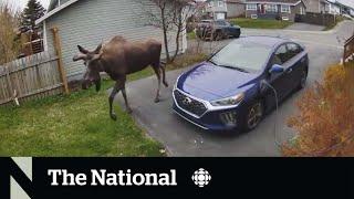 #TheMoment a moose scoped out a Newfoundland property