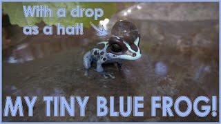 My Very Tiny Blue Frog