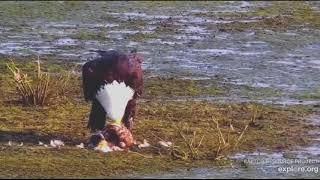 【白頭海雕】 白頭鷹獵殺鴨子當晚餐 | Bald eagle hunts ducks for dinner