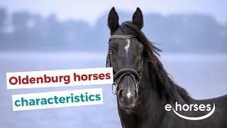 Oldenburg horse | characteristics, origin & disciplines