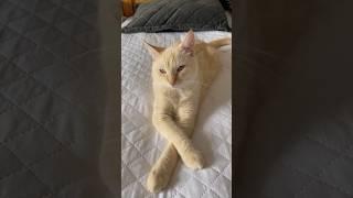 Голубая кровь #кот #котики #зевс #коты #котметис #приколысживотными #котик