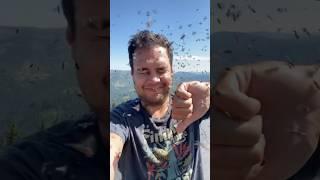 You’d better be ok with ants if you want to be a fire lookout #firelookout #ants #summer #mountains