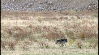 Montana wolf hunting case being heard in Helena