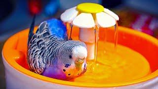 How to Give Budgies Summer Bath?