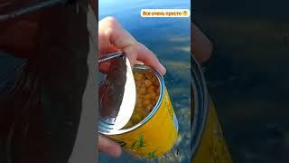 Лучшая наживка на Карася!! (Простая и уловистая) #рыбалка #shorts #fishing #наживка #улов #карась