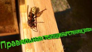 Профессор Кашковский: Какая должна быть стенка улья?