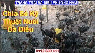 Chia Sẻ Kinh Nghiệm Nuôi Đà Điểu, PHUONG NAM TV, Trang Trại Đà Điểu Phương Nam