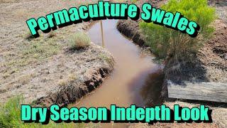 Permaculture Swales in Sonoran Desert. 6th Year. Drought Proofing Food Forest & Garden