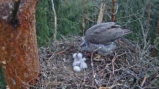 EP#178 | Review mother birds feeding her chicks | parent birds brings food to feed their babies!