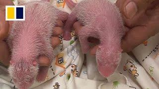 First giant panda cubs born in Hong Kong