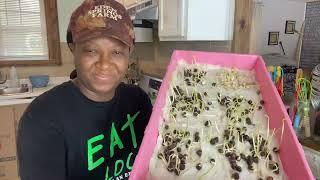 The PERFECT WAY To GERMINATE MORINGA SEEDS!