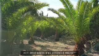 우도여행 우도정원 우도가볼만한곳 우도관광지추천 제주인생샷명소