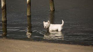 How to Choose a Reputable Westie Breeder: Essential Tips for Finding a Healthy Puppy