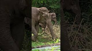 รับสาย #elephant