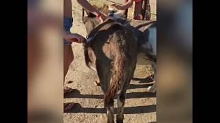 How to: groom miniature donkey(s)