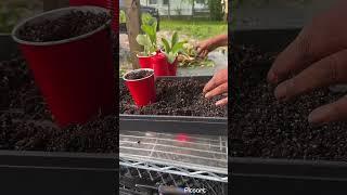 Get Free Borage Plants Every Year from Just One Plant! #garden #gardening