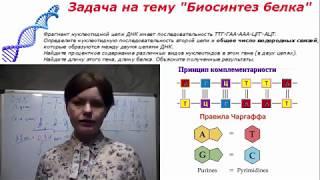 Подготовка к ЕГЭ по биологии. Задача на тему : "Биосинтез белка" № 3