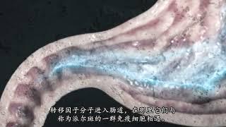 A Transfer Factor Capsule's Journey in the Body ( with Chinese subtitles )