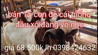 bán bầy dê cái giống đầu xô 15 con giá 68.500k lh 0398424632