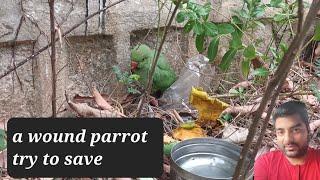 Wounded Parrot struggling for life  | trying my best to save the life  