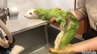 Ferrets have the premium bath course at Ferret World in Japan!