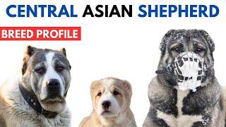 Central Asian Shepherd Breed Profile History - Price - Traits - Alabay or Alabai Grooming Needs