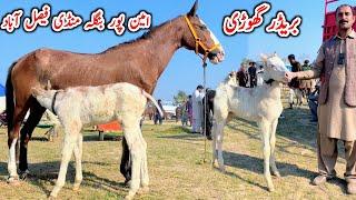 Aminpur Bangla Mandi Faisalabad | Horse For Sale | Horse In Punjab