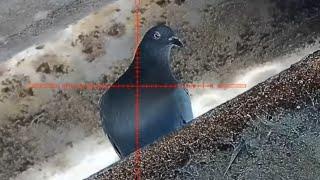 Industrial FERAL PIGEON shooting