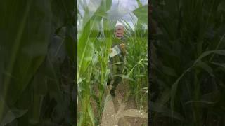Farmer Scott’s Maize Maze #maizemaze #maze #tractor #brentwood #brentwoodessex #brentwoodmums