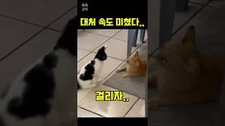 냥펀치 날리다가 제대로 걸리더니…