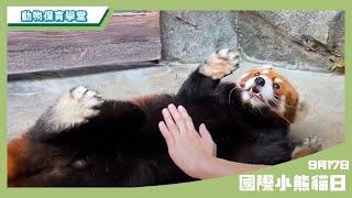 【#動物保育學堂】 國際小熊貓日