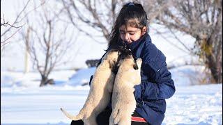 12 yaşındaki Naz, Kangal köpekleriyle büyüyor