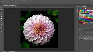 COLOR SAMPLER TOOL  | Adobe Photoshop Tutorial