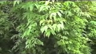 Red Elderberry - Wild Edible Plant Series