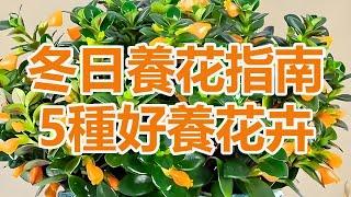 冬日養花指南：五種好養又驚豔的花卉，讓你家溫暖如春！