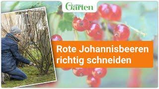 Schritt für Schritt: Rote Johannisbeeren richtig schneiden - Gartentutorial