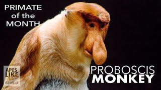 PROBOSCIS MONKEY: Primate of the Month April 2020