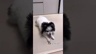 충성 잘못배운 변겨울  #pomeranian #dog #puppy #cutedog #포메라니안 #강아지 #funny #animals