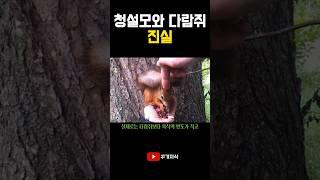 청설모와 다람쥐의 진실 #지식 #상식 #유머