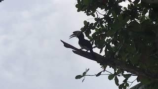 Hornbill Call