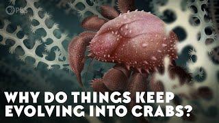 Why Do Things Keep Evolving Into Crabs?